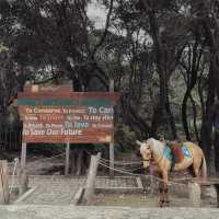 Mist and Magic: Kawah Putih’s Ethereal Embrace