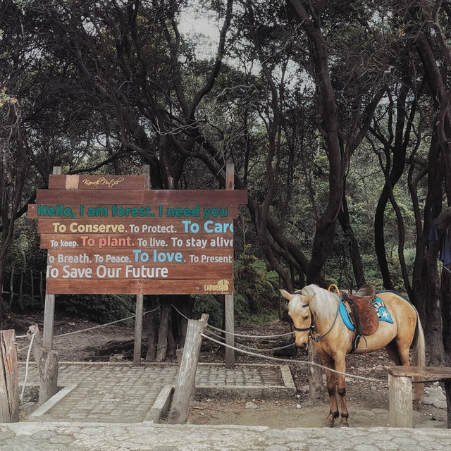 Mist and Magic: Kawah Putih’s Ethereal Embrace