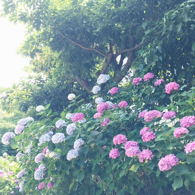 🌸横須賀・三笠公園の紫陽花撮影とグルメ散策