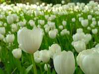 สวนดอกไม้เมืองหนาว นิทรรศน์พรรณพฤกษา จ.ระยอง