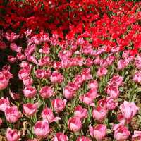 🌷横浜公園のチューリップと近場観光の組み合わせプラン