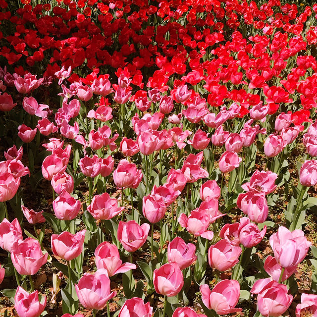 🌷横浜公園のチューリップと近場観光の組み合わせプラン