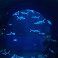 Ocean Park Hong Kong