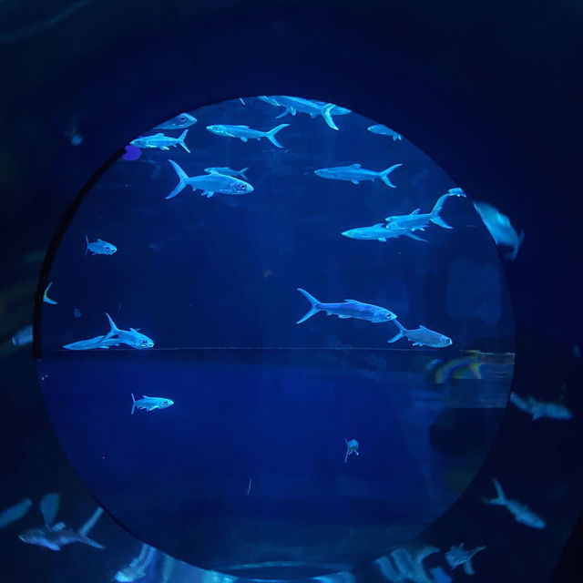 Ocean Park Hong Kong Ocean Park Hong Kong