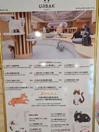 與70隻貓貓同聚餐的體驗