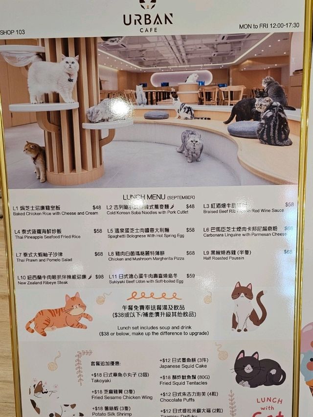 與70隻貓貓同聚餐的體驗 與70隻貓貓同聚餐的體驗