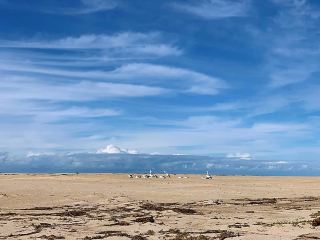 🪶 카라기 포인트 보호구역: The Entrance 맞은편의 펠리컨 비밀 장소