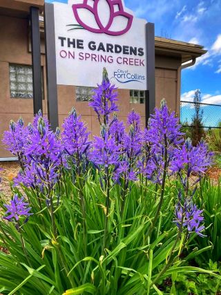 🌸 스프링 크릭의 정원 – 식물의 오아시스