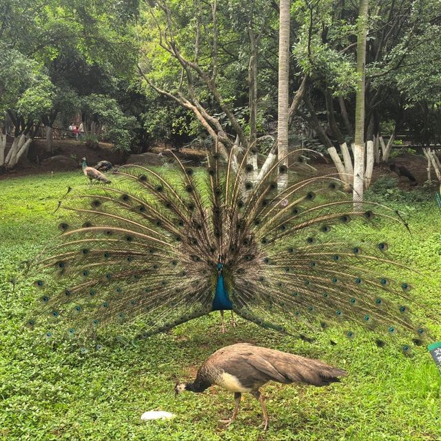 雲南昆明親子必去玩樂景點🏮昆明動物園