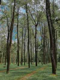 ธรรมชาติโอบกอดที่สวนสนแม่แตง🌲