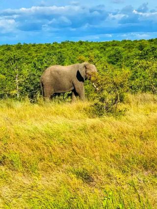 Kruger National Park – Africa’s Wildlife Paradise 🌿