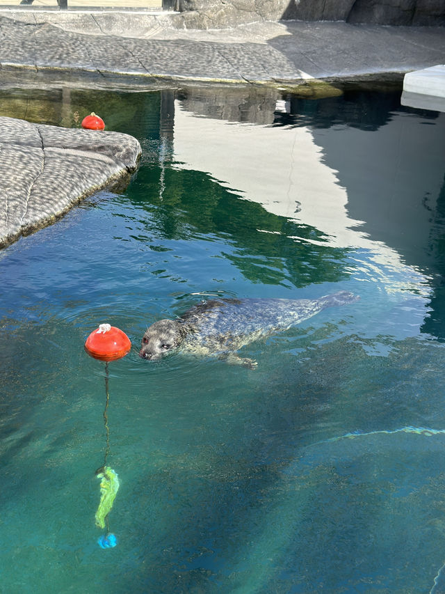 ✨Maruyama Zoo สวนสัตว์ที่เดินทางง่ายใน Sapporo✨