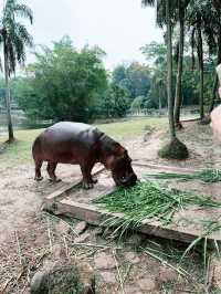 Unwind in Nature at Paya Indah Wetlands: Where Hippos Meet Serenity
