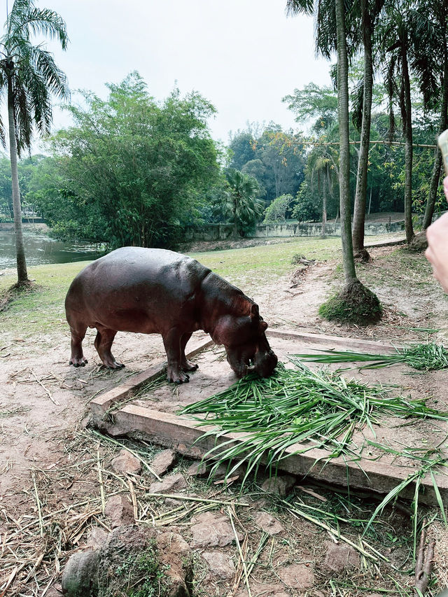 Unwind in Nature at Paya Indah Wetlands: Where Hippos Meet Serenity