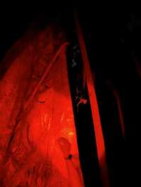 Twilight Trails and Tiny Lights: Exploring Gold Coast’s Rainforest Glow Worms