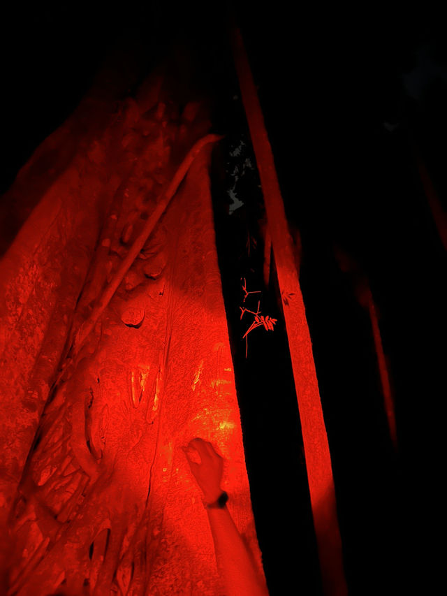 Twilight Trails and Tiny Lights: Exploring Gold Coast’s Rainforest Glow Worms Twilight Trails and Tiny Lights: Exploring Gold Coast’s Rainforest Glow Worms