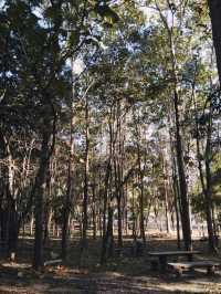 @อุดรธานี🏕ภูฝอยลม น้ำตกธารงาม