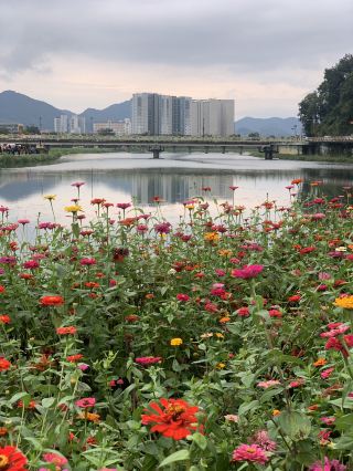 Autumn flower date course in Jangseong