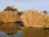 A Hidden Waterside Haven Amid Golden Reeds