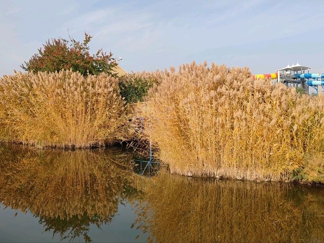 A Hidden Waterside Haven Amid Golden Reeds A Hidden Waterside Haven Amid Golden Reeds
