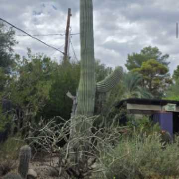 Tucson Botanical Gardens