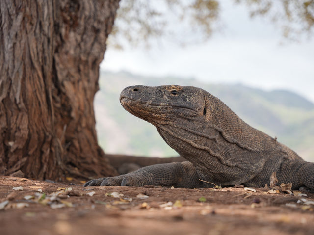 Bali 8 Days Travel Guide 