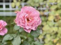 A Green Escape in the Heart of Tokyo: Hibiya Park 🌿