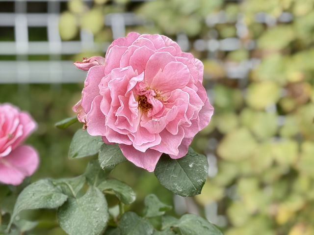 A Green Escape in the Heart of Tokyo: Hibiya Park 🌿