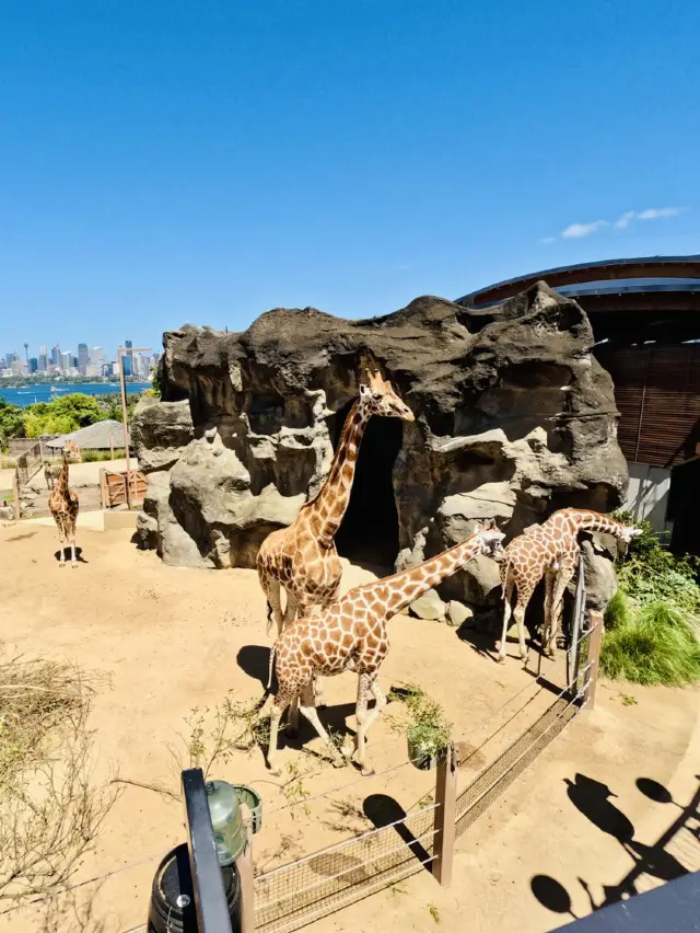 Taronga zoo: Zoo City Vibes🏙️🦒  
