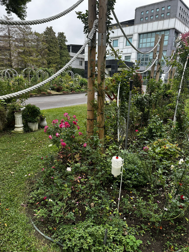 週末療癒提案！桃園雅聞魅力博覽館：迷迭香花園步道與玻璃屋植物探險 🌱