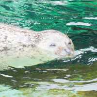 สวนสัตว์อาซาฮิยามะ asahiyama zoo