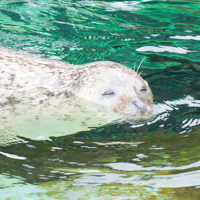 สวนสัตว์อาซาฮิยามะ asahiyama zoo สวนสัตว์อาซาฮิยามะ asahiyama zoo