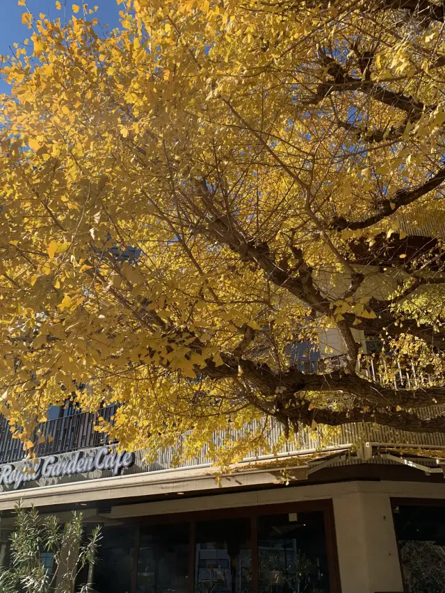 東京｜明治神宮外苑賞銀杏散步。