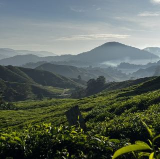 Tea Bliss Awaits🍵