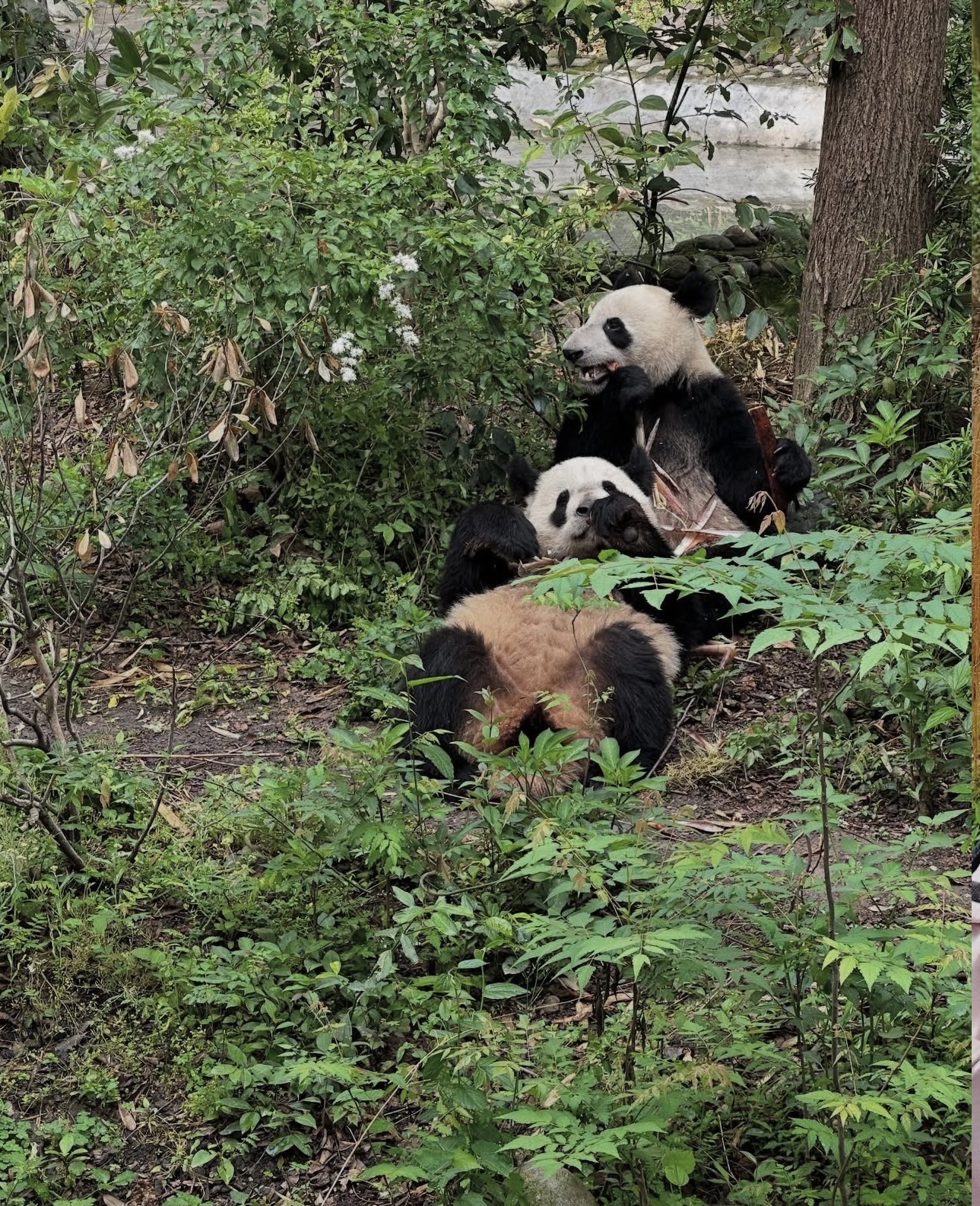 A Day with the Giant Pandas: Unforgettable Cuteness at Chengdu Panda Base! 🐼🌿🇨🇳