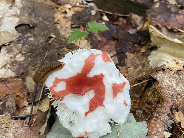 Spring Hike in Long Sault Conservation