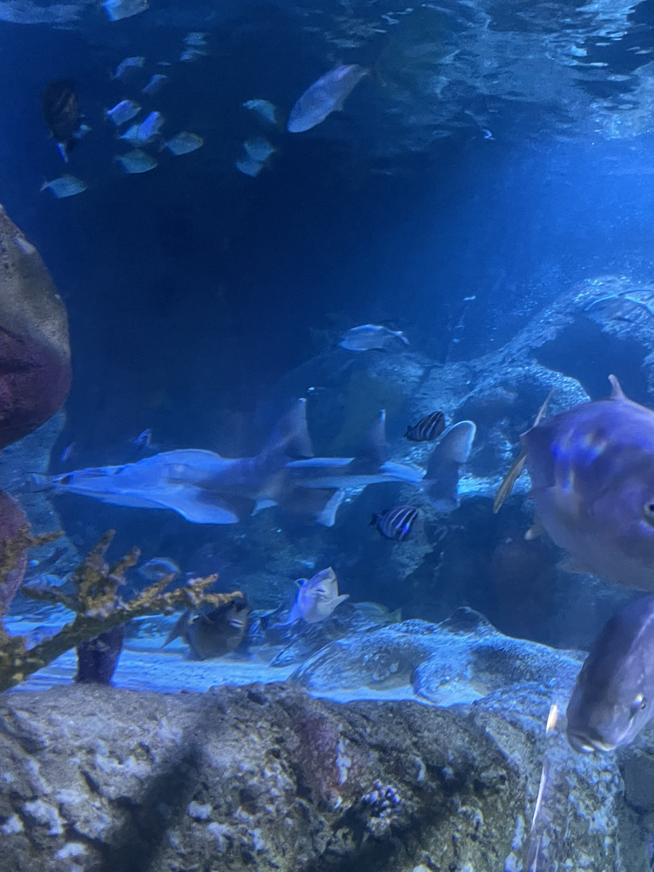 Sea Life Aquarium Grapevine, TX