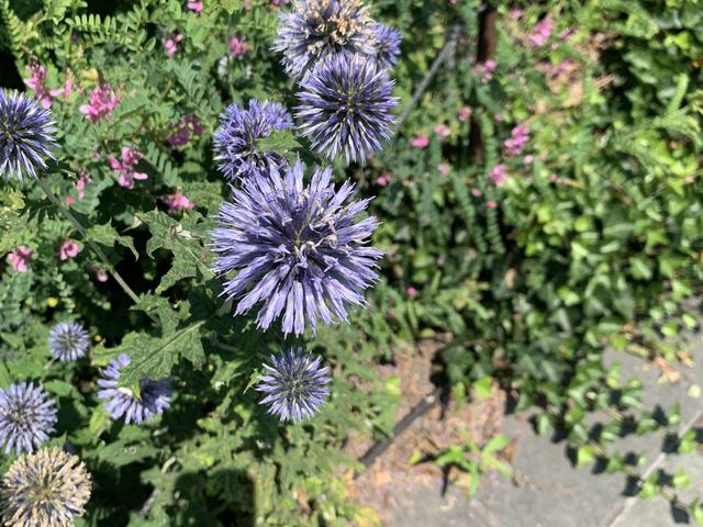 布魯克林植物園