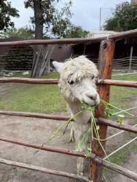 【🇵🇪ペルー】アレキパでアルパカを無料で見れる場所🦙