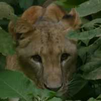 Bale Mountains wildlife Tours | brilliant Tours