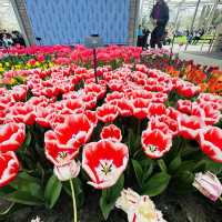 Flower Power: My Bloomin' Fantastic Keukenhof