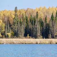 Symphony of Fall Colors at Red Lake 🍁