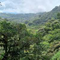 A walk through the cloud forest 