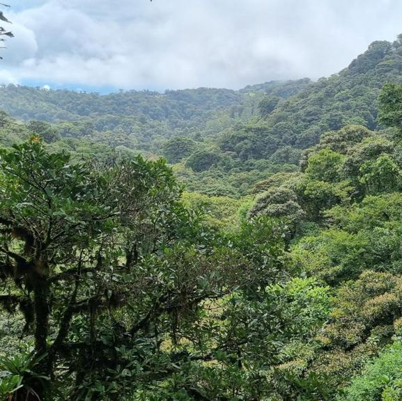 A walk through the cloud forest 