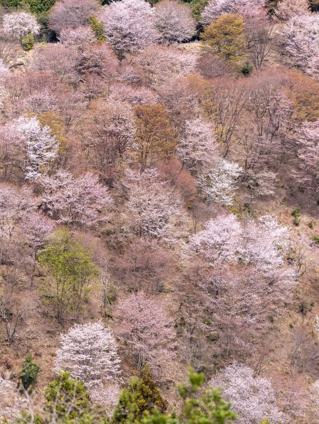 Such a spring splendid view from the mountain 