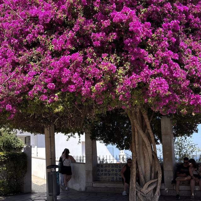 Lisbon’s Best Views: A Morning to Remember! 
