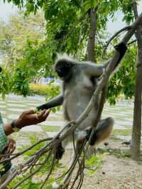 The cutest monkeys in Thailand!