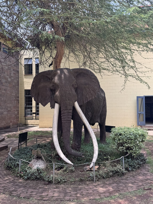 Wildlife in Nairobi🦒