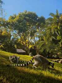 Exploring Bioparc Valencia: A Perfect Visit in Winter and Beyond