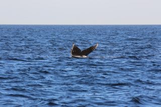 Unforgettable Wildlife Encounters on Vancouver Island